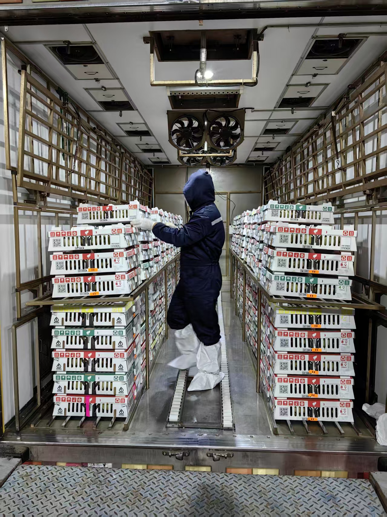 國內白羽肉雞產(chǎn)業(yè)再添強勁引擎！